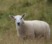 Lomonds of Fife @SHR (3)