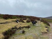 IMG_4950