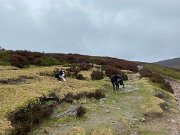 IMG_4951