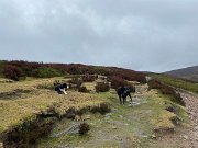 IMG_4952