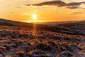 Cheviot Goat c (7)