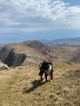 Arran (12)