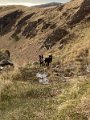 Galloway run (2)