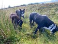IMG_0991
