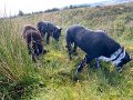 IMG_0992