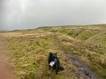 Slaggyford to Greenhead (2)