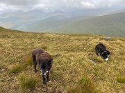 Tyndrum recce Leg 4 (3)