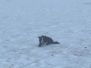 Two Merrick runs (5)