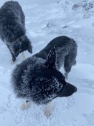 Tyndrum with Emma (22)