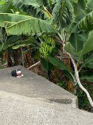 IMG_0546