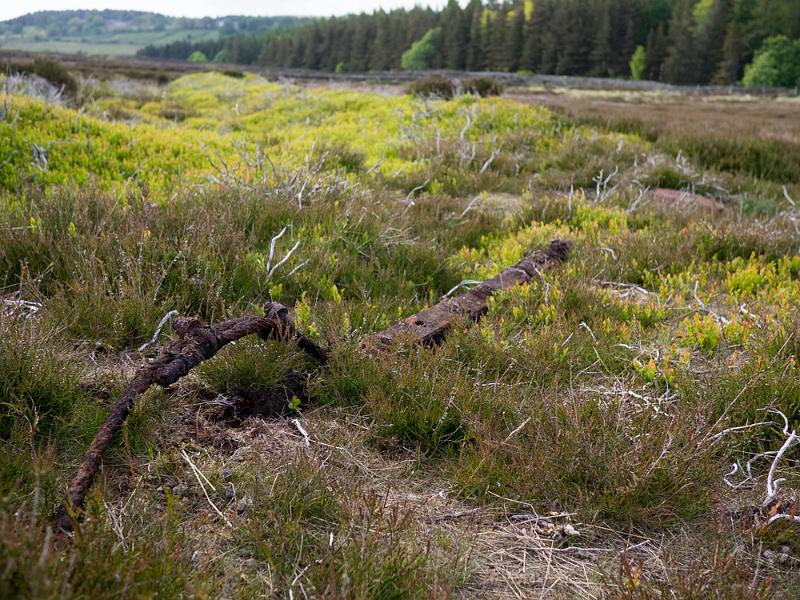 D06041507.jpg - OLYMPUS DIGITAL CAMERA